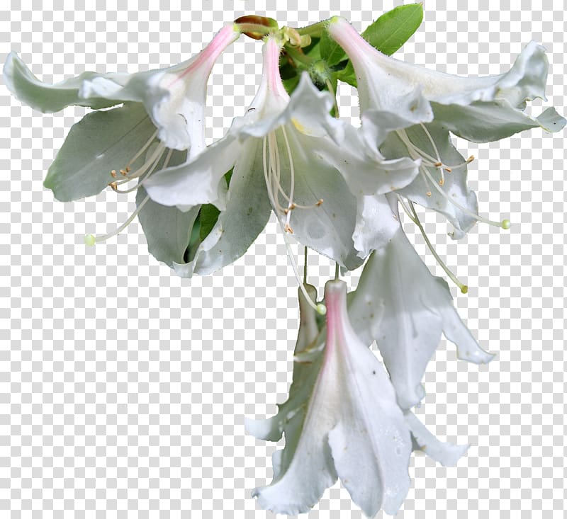 White , osmanthus branch transparent background PNG clipart