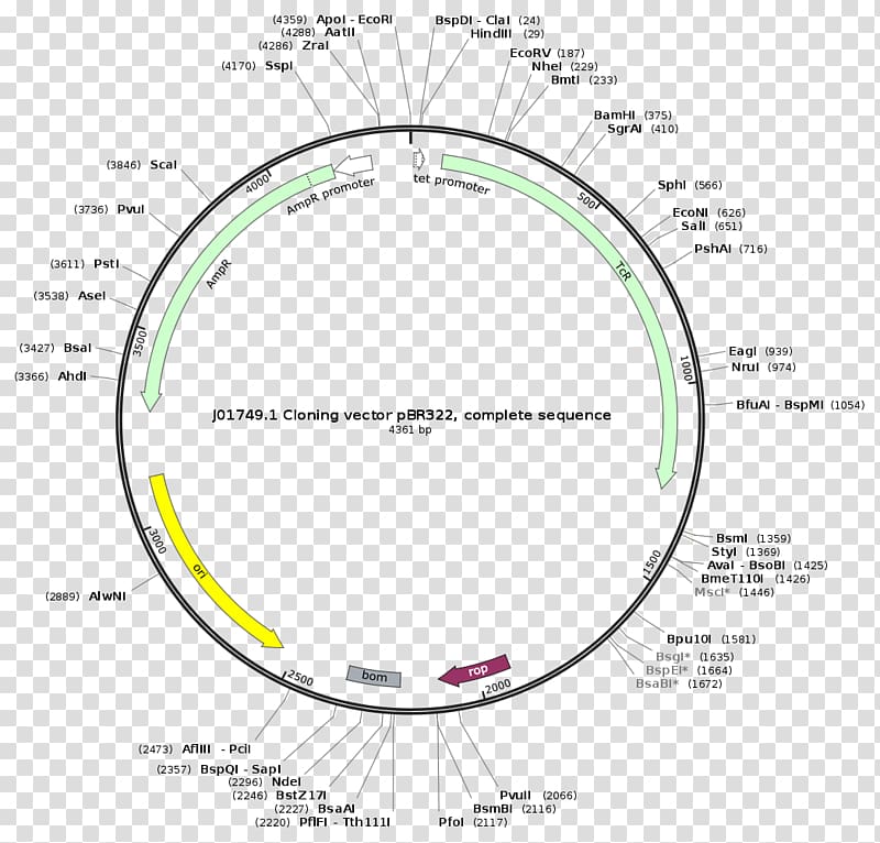 Plasmid Cloning pBR322 Restriction map, others transparent background PNG clipart