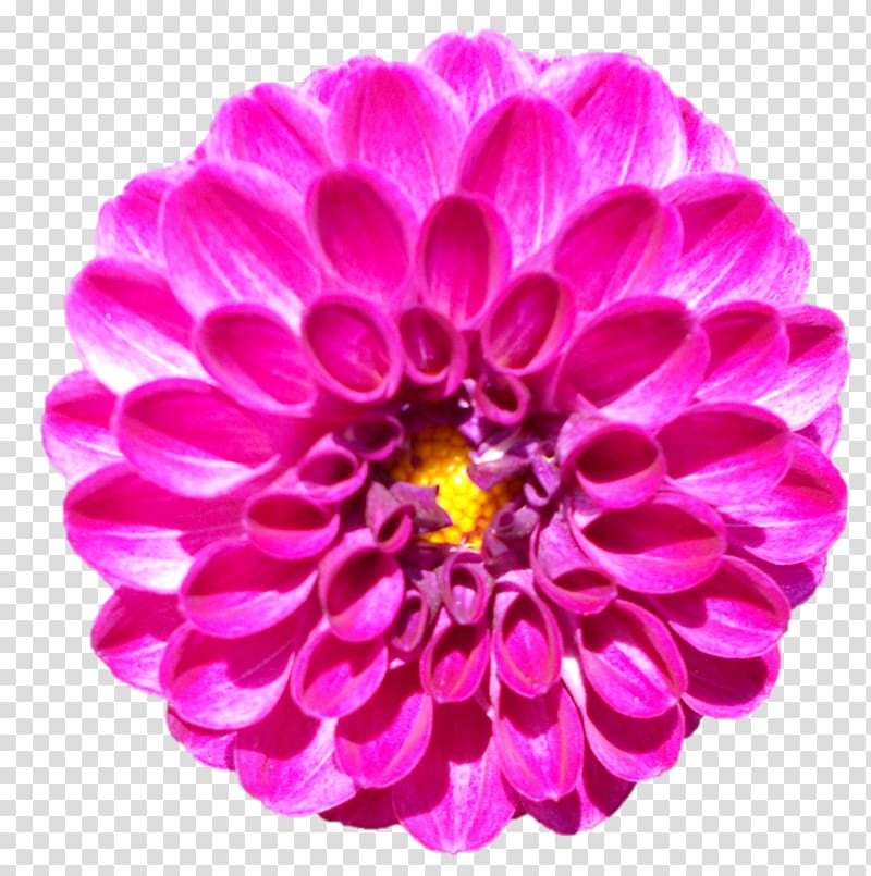 Dahlia , Bharat Mata transparent background PNG clipart