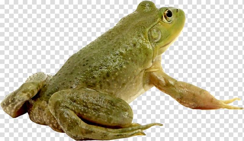 Frog shop contest, Green frog transparent background PNG clipart