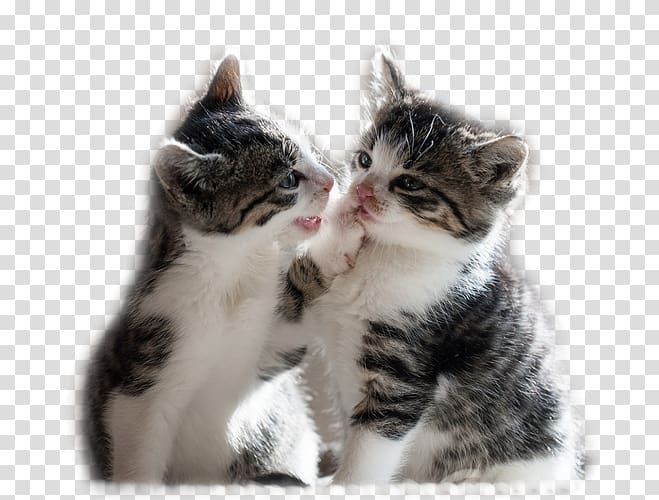 Kitten Maine Coon Cuteness Puppy Desktop , kitten transparent background PNG clipart