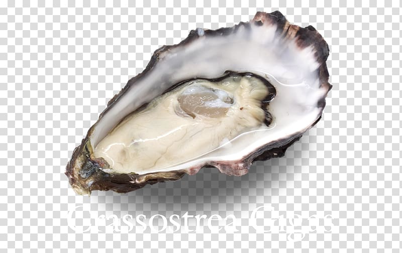 Oyster Wellfleet Food Hatred: Or, the Vindictive Father: a Tale of Sorrow; Health, health transparent background PNG clipart