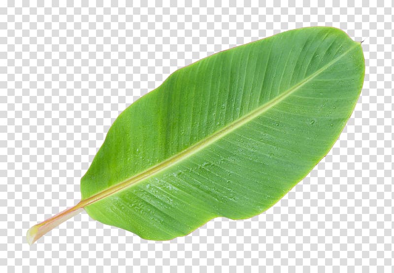 Musa basjoo Banana leaf, Banana leaf , green banana leaf transparent background PNG clipart