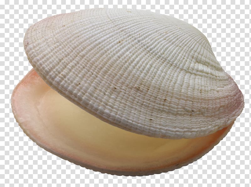 Clam Mussel Seashell Oyster, seashell transparent background PNG clipart