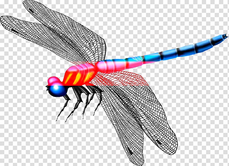 Dragonfly Mosquito Insect Butterfly, Beautiful dragonfly wings transparent background PNG clipart