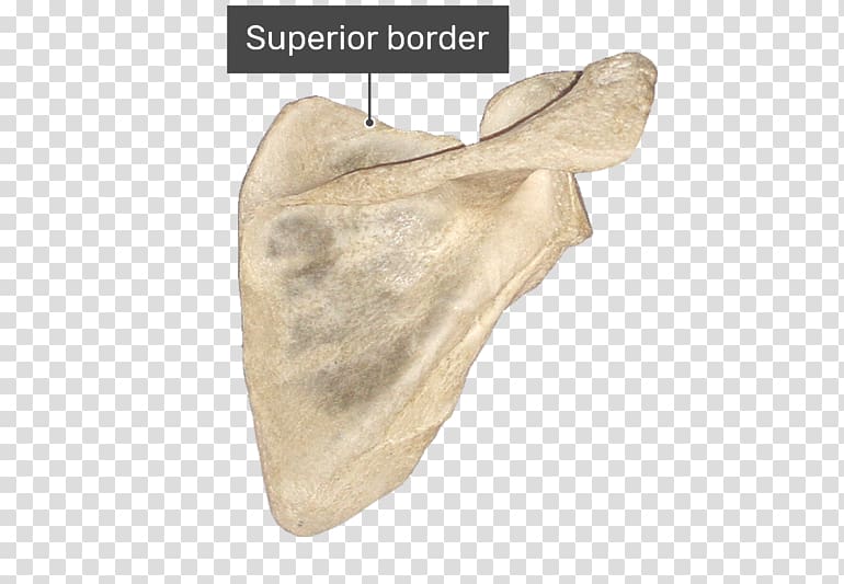 Spine of scapula Supraspinatous fossa Infraspinatous fossa Infraglenoid tubercle, smart Border transparent background PNG clipart