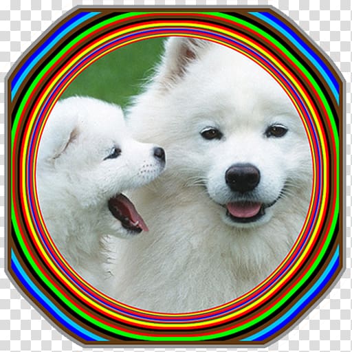 Puppy Samoyed dog Labrador Retriever Poodle Dog breed, puppy transparent background PNG clipart