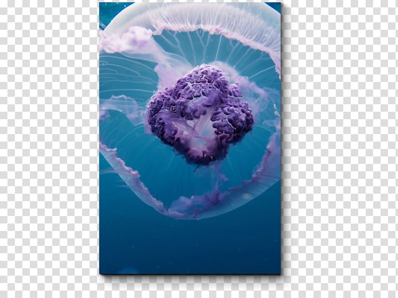 Blue jellyfish Red Sea Aurelia aurita, sea transparent background PNG clipart