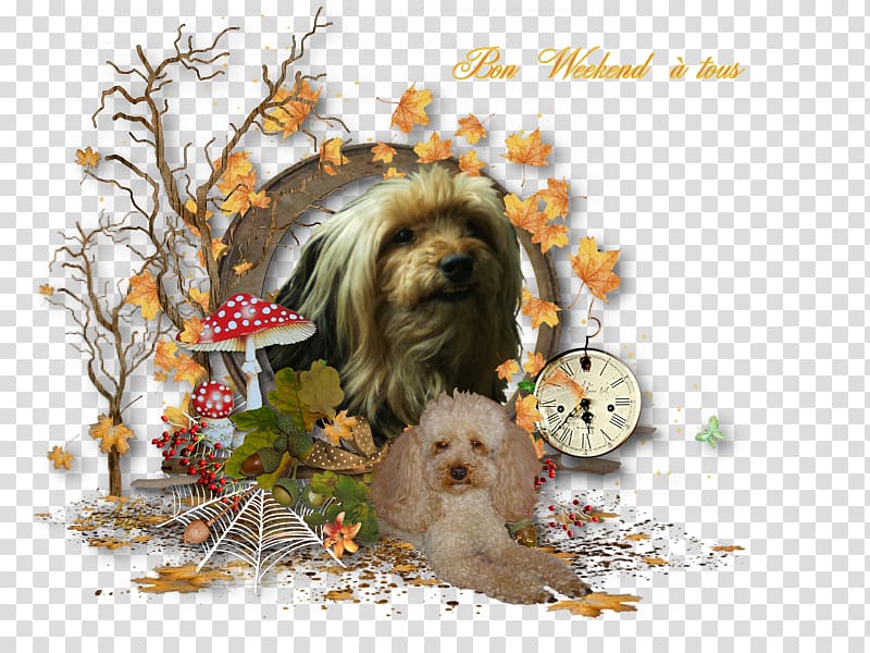 Dog breed Shih Tzu Tibetan Spaniel Lhasa Apso Havanese dog, puppy transparent background PNG clipart