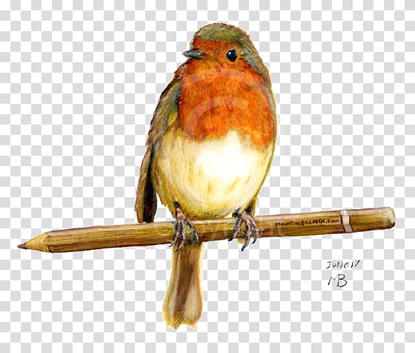European robin British Garden Birds Drawing American robin, Bird transparent background PNG clipart