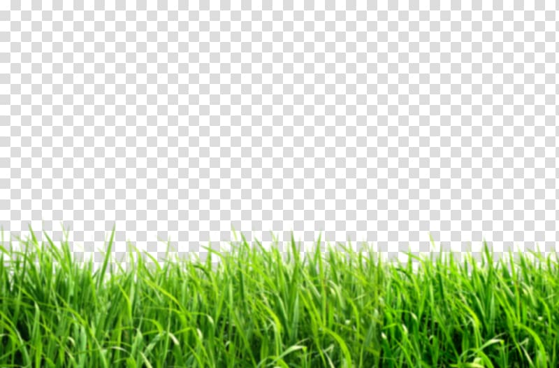 Lawn Desktop , grass transparent background PNG clipart