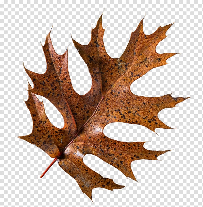 Leaf Autumn Painting, elements transparent background PNG clipart