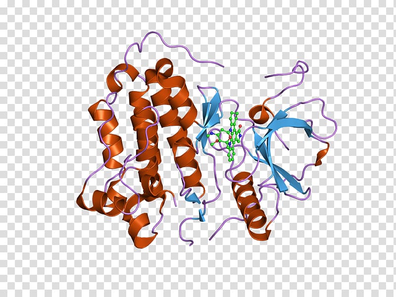 Epidermal growth factor receptor ErbB Cetuximab , others transparent background PNG clipart