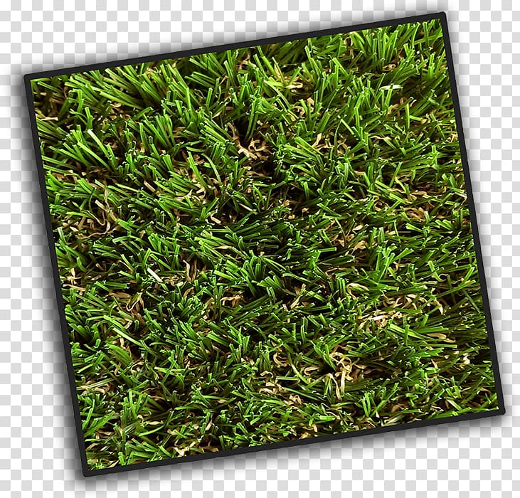 Artificial turf Lawn Groundcover Turf King | excellence in artificial grass, artificial grass transparent background PNG clipart