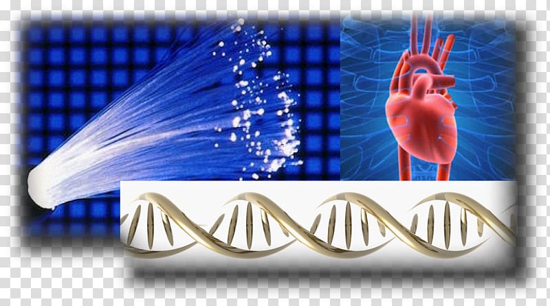 Optogenetics Ventricular Arrhythmias Heart arrhythmia Cardiac muscle cell, heart transparent background PNG clipart