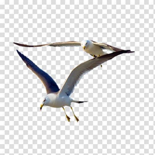Gulls Bird Flight Great black-backed gull, Two seagulls transparent background PNG clipart