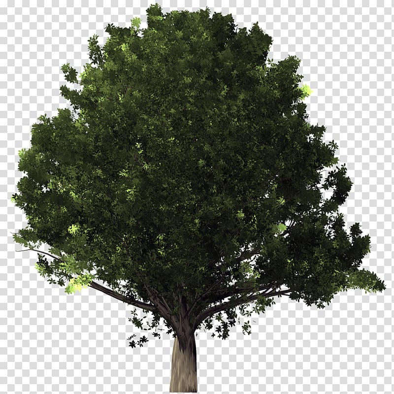 Desktop Tree , arboles transparent background PNG clipart