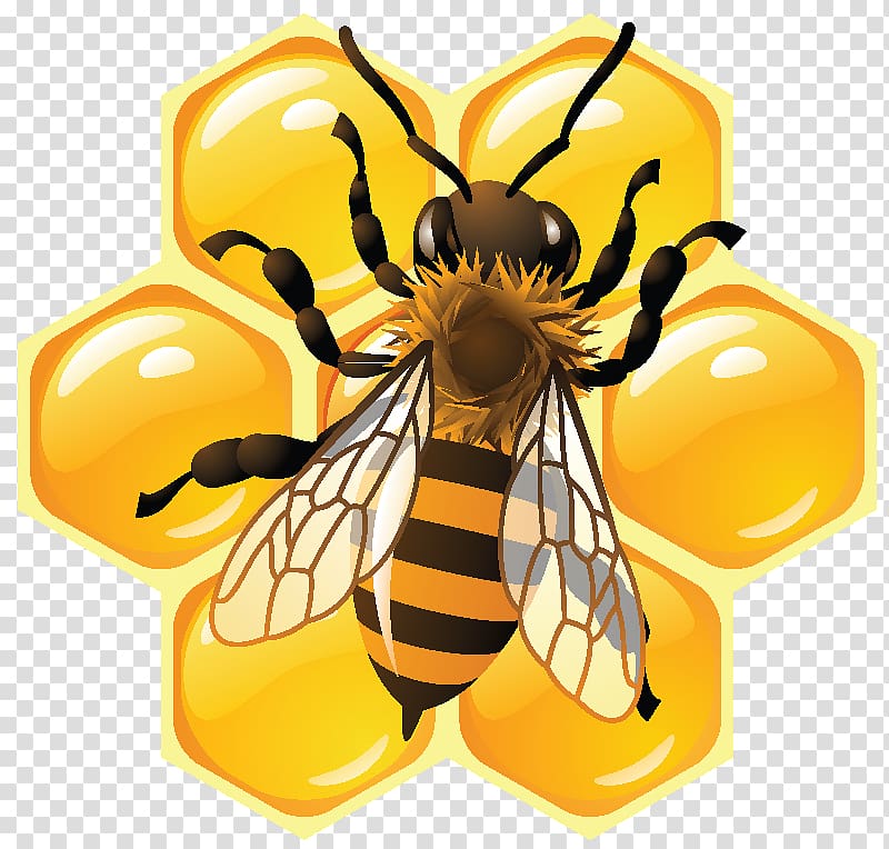 Honey bee Honeycomb Beehive, honey transparent background PNG clipart