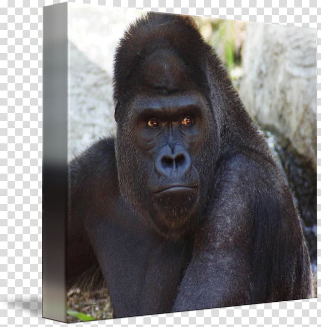 Western gorilla Common chimpanzee Monkey Snout Terrestrial animal, monkey transparent background PNG clipart