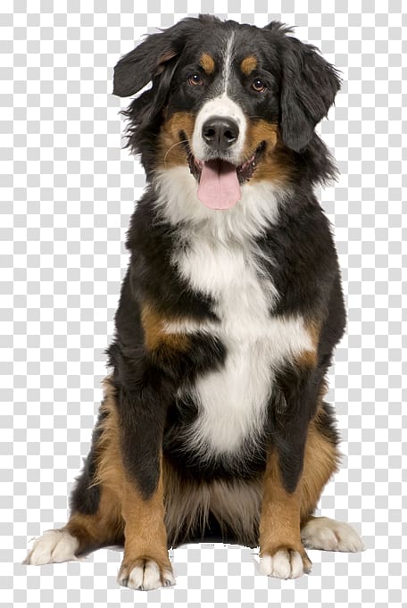 Bernese Mountain Dog Puppy Greater Swiss Mountain Dog Border Collie Cat, puppy transparent background PNG clipart