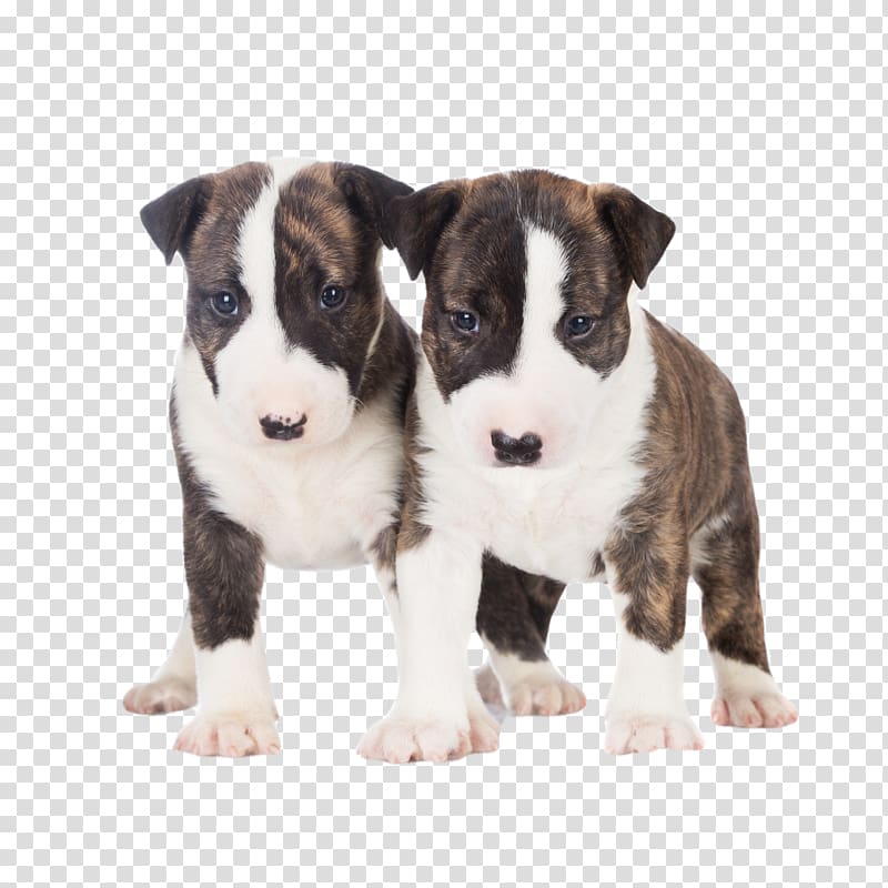 Miniature Bull Terrier Bull and Terrier Old English Terrier Cairn Terrier, puppy transparent background PNG clipart