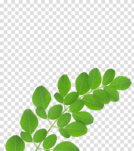 green leaves, Drumstick tree Nutrient Dietary supplement Health Superfood, moringa transparent background PNG clipart