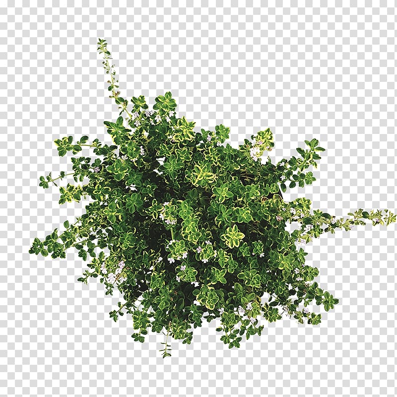 Twig Shrub Leaf Herb, thymian transparent background PNG clipart