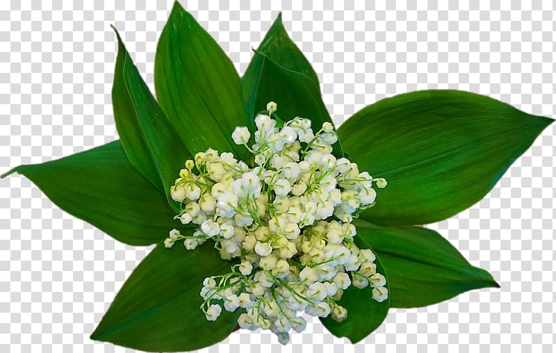 Labour Day May 1 Lily of the valley International Workers Day Party, Bouquet of lily of the valley transparent background PNG clipart