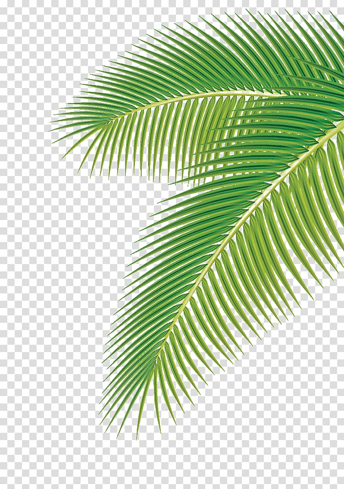 Arecaceae Leaf Euclidean , Palm leaf, green palm leaf transparent background PNG clipart