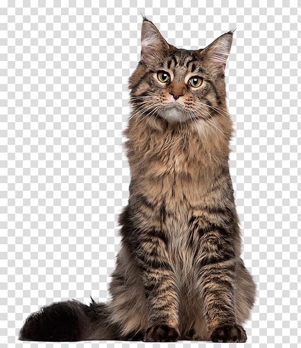 Maine Coon Siamese cat Kitten Thai cat Egyptian Mau, kitten transparent background PNG clipart
