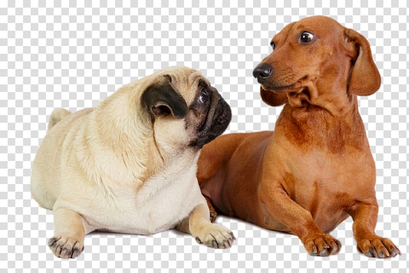 two short-coated brown and white dogs, Dachshund Puggle Pomeranian French Bulldog, Visit each other\'s dogs transparent background PNG clipart