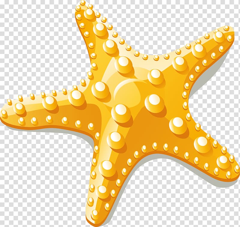 Starfish Euclidean , Starfish transparent background PNG clipart