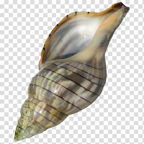 Sea snail Conch Lymnaeidae, A conch transparent background PNG clipart