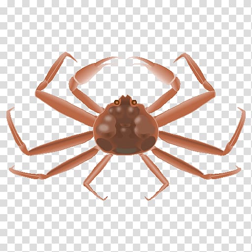 Dungeness crab, Snow Crab transparent background PNG clipart