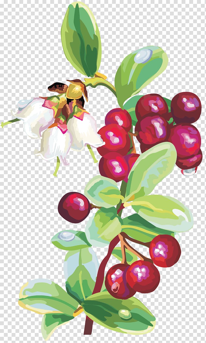 Cranberry Fruit, cranberry transparent background PNG clipart
