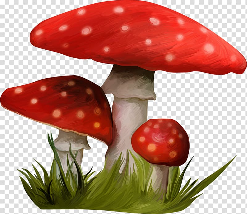 Mushroom Nala HTTP cookie , mushroom transparent background PNG clipart