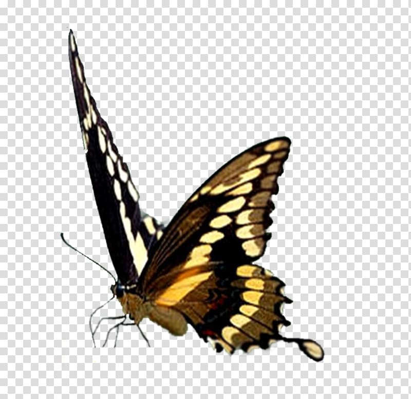 Monarch butterfly Brush-footed butterflies Pieridae Gossamer-winged butterflies, butterfly transparent background PNG clipart