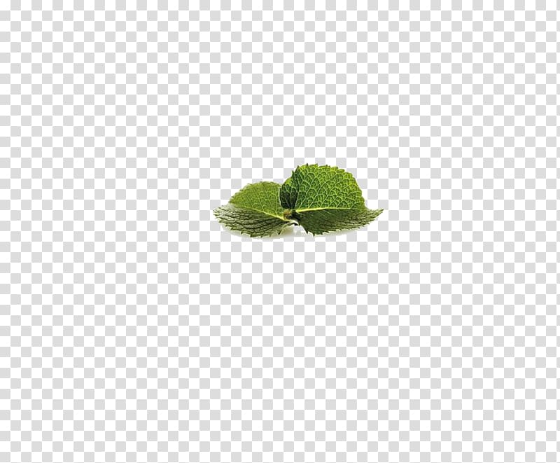 Green Leaf Pattern, Mint leaf transparent background PNG clipart