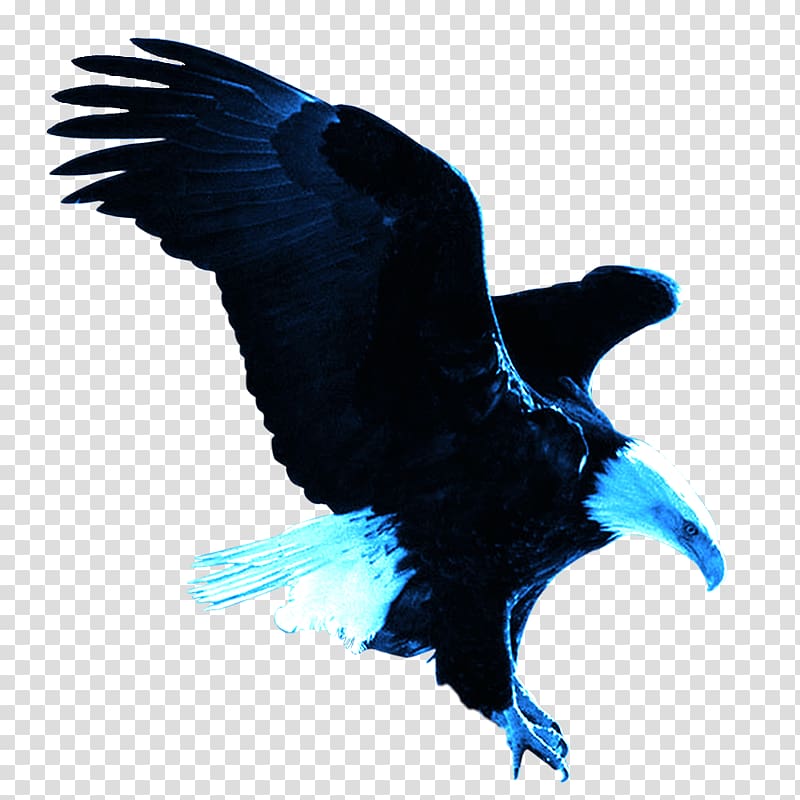 Bald Eagle Eastern Imperial Eagle , Eagle transparent background PNG clipart