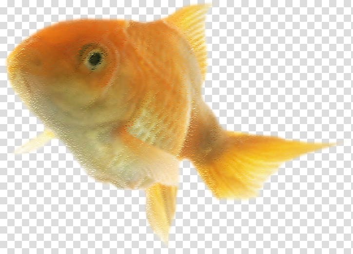 Goldfish Feeder fish Bony fishes, Yellow goldfish swimming transparent background PNG clipart