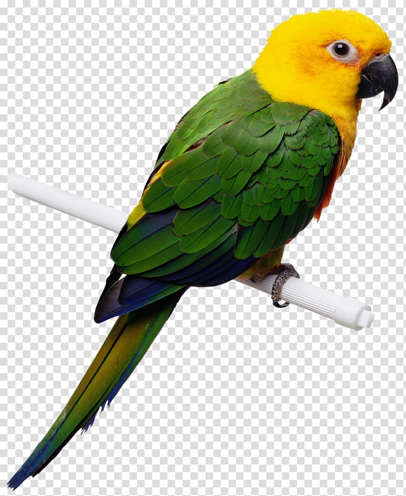 Companion parrot Bird Cockatiel Toy, sparrow transparent background PNG clipart