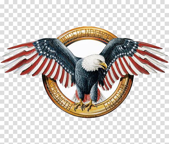 bald eagle illustration, Bald Eagle American Eagle Outfitters T-shirt, American Eagle transparent background PNG clipart