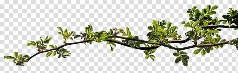 Twig Leaf Branch Rosier-feuilles, Rose branch transparent background PNG clipart