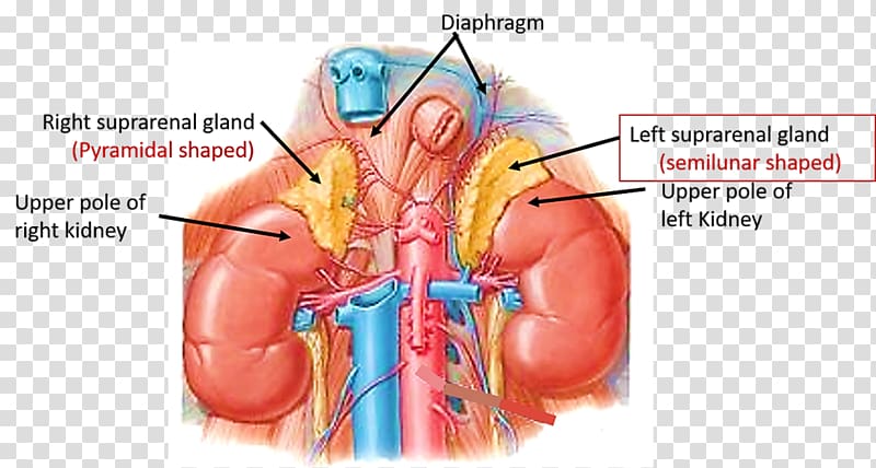 adrenal gland on top of kidney