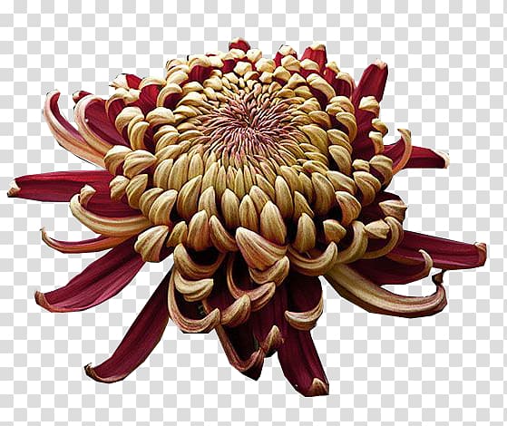 Chrysanthemum japonense Imperial Seal of Japan Chrysanthemum ×grandiflorum Cut flowers, chrysanthemum transparent background PNG clipart