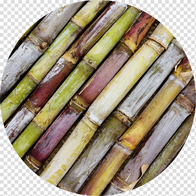 Sugarcane Cane sugar Fotolia Variety 1-Octacosanol, others transparent background PNG clipart