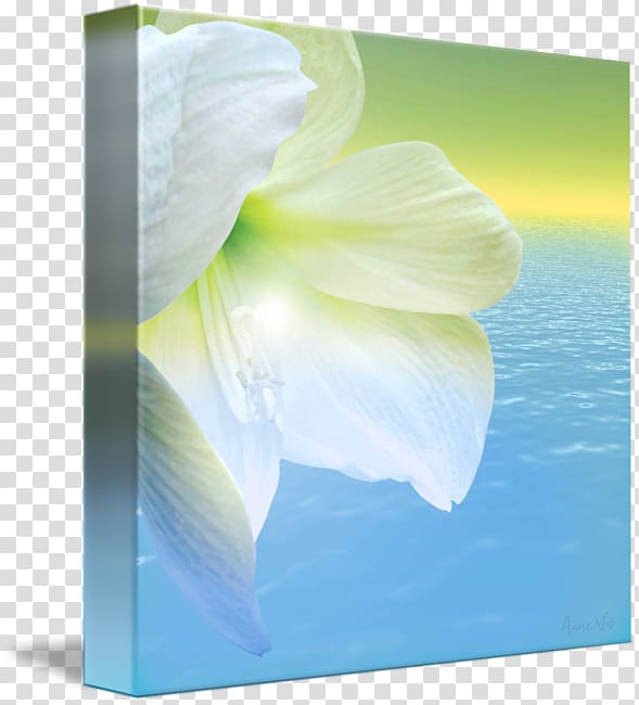 Jersey lily Belladonna Close-up Amaryllis, light blur transparent background PNG clipart