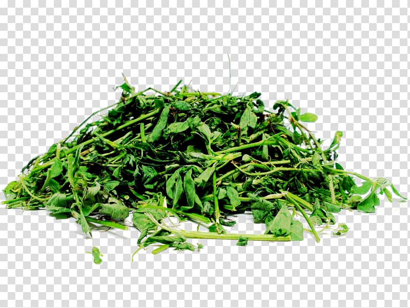 Silage Alfalfa Straw Fodder Seed, alfalfa transparent background PNG clipart