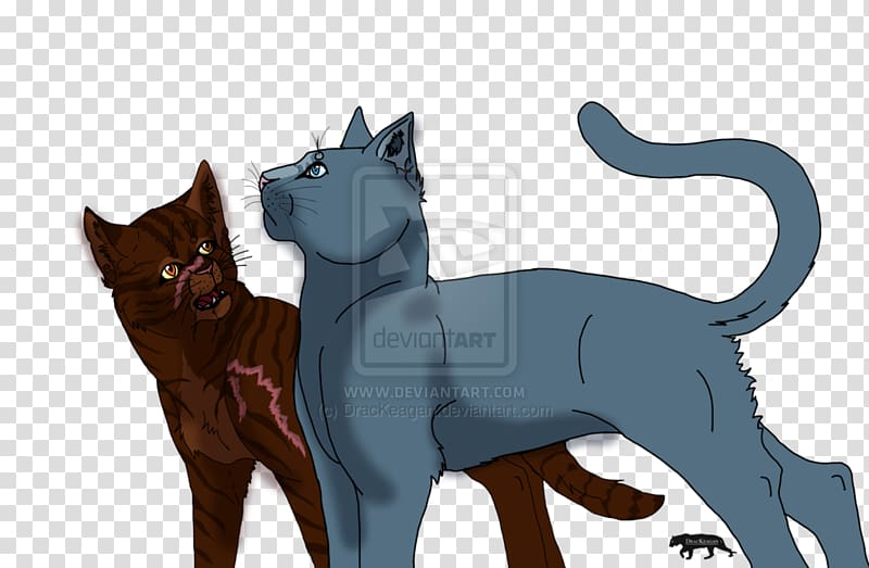 Black cat Kitten Bluestar's Prophecy Tiger, kitten transparent background PNG clipart