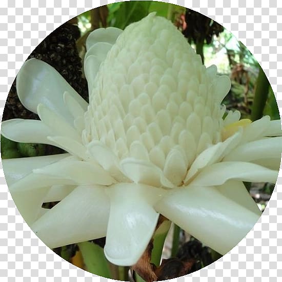 Flower Etlingera elatior Bastone Lupinus albus Plant, flower transparent background PNG clipart